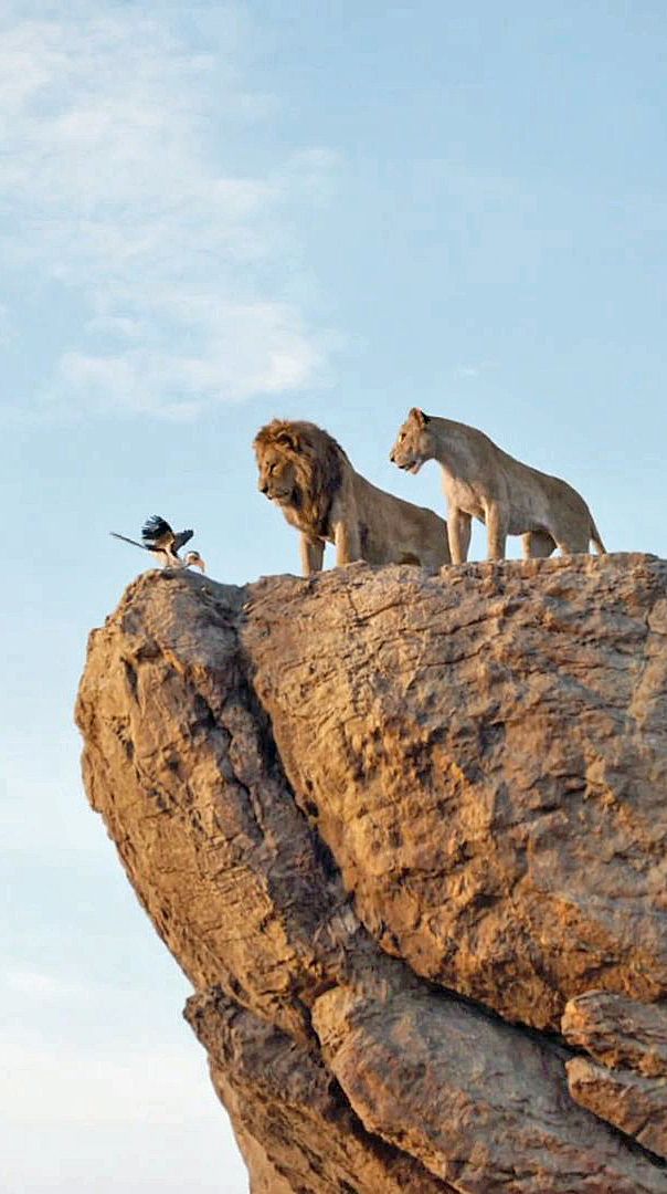 Lion
